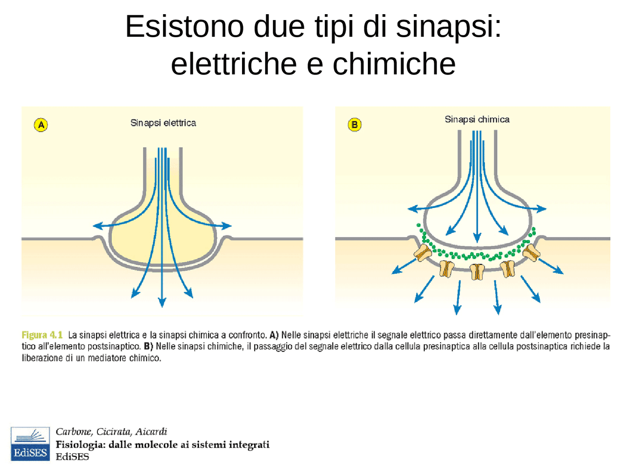 Sinapsi e neurotrasmettitori Docsity