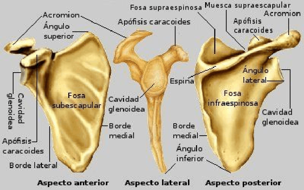 Movimientos Escpula Anatomia Musculos Anatoma Mdica