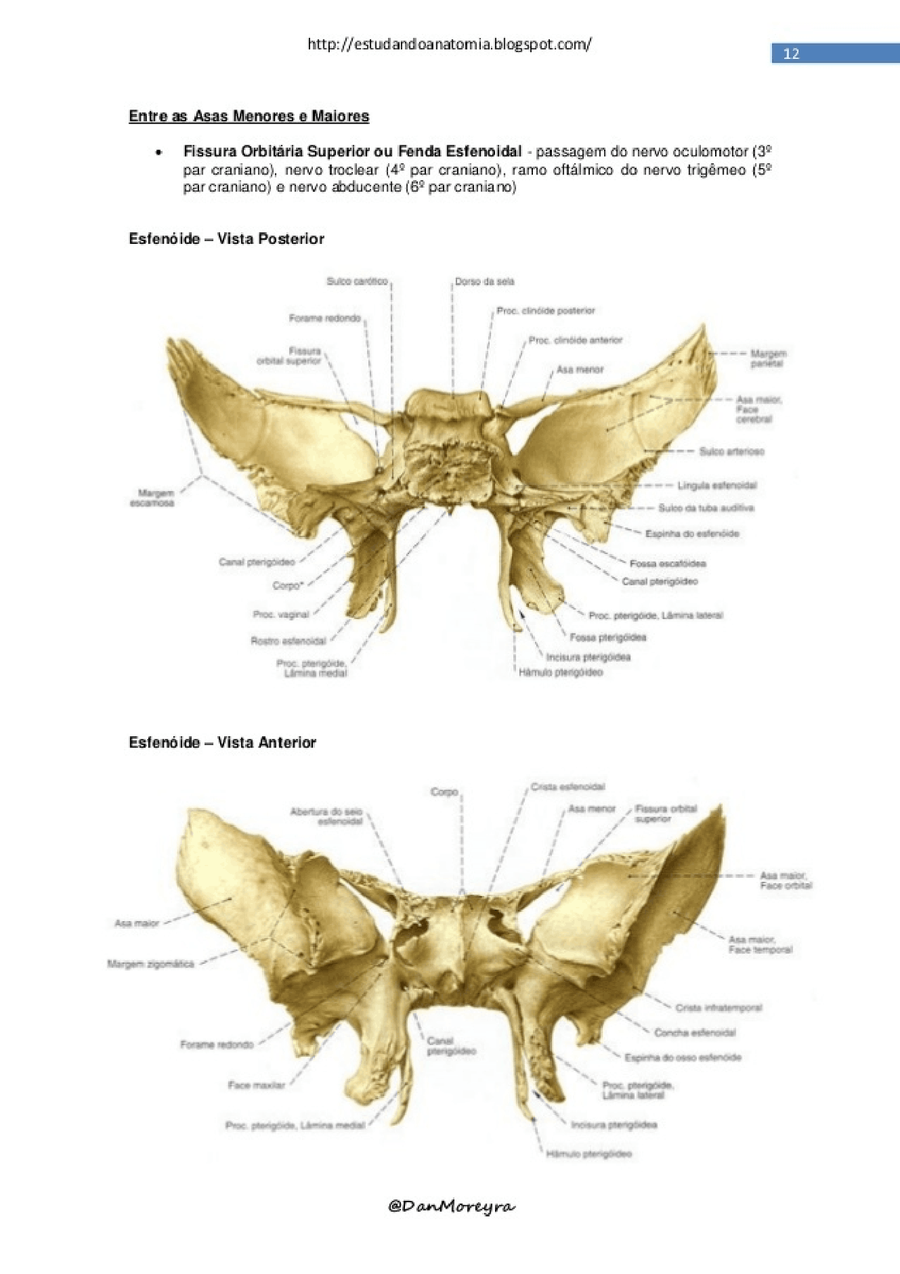 Hueso Esfenoides Anatomia Apuntes Resumenesquema Esfenoides Hueso