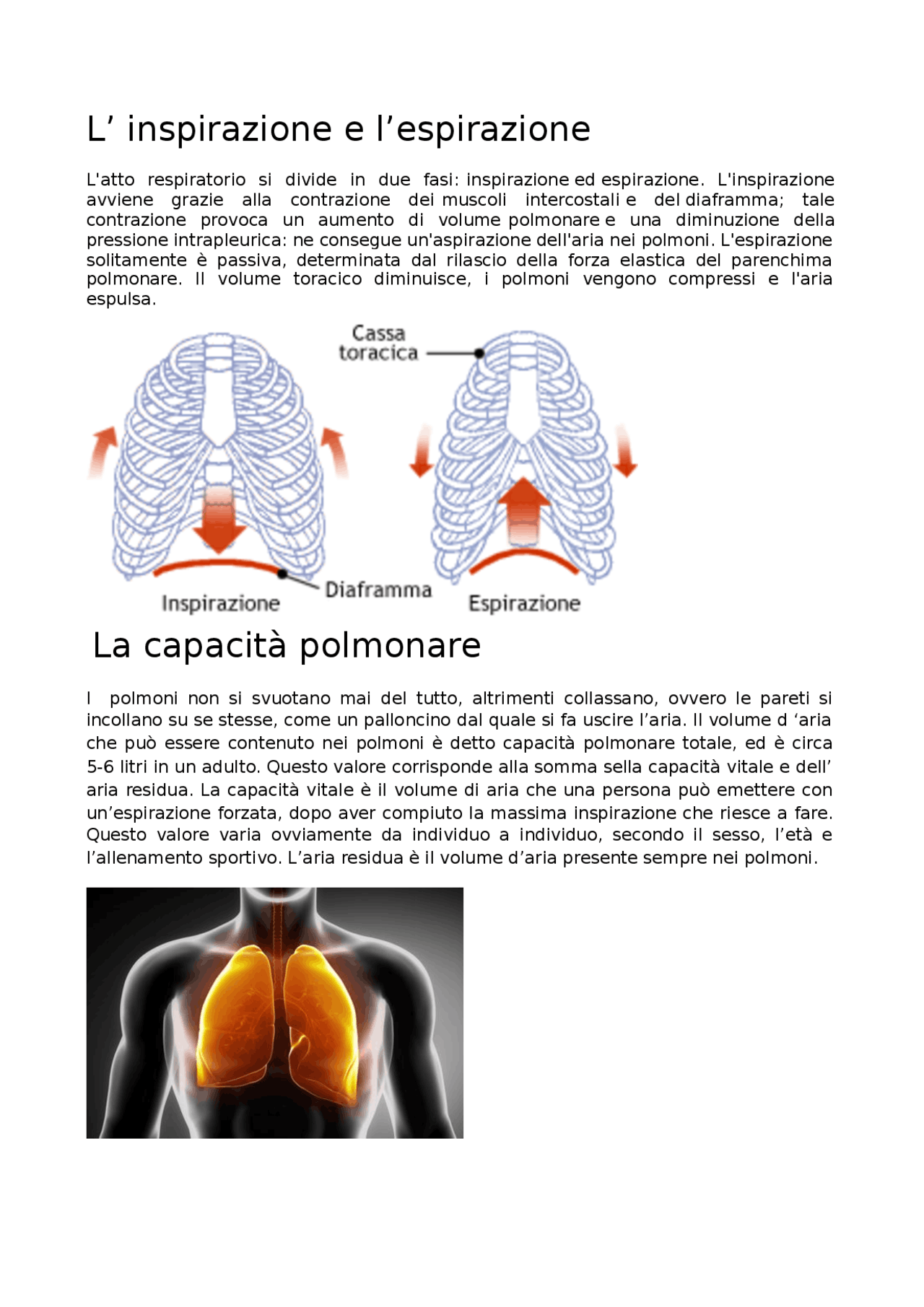 E D Aiuto Alla Respirazione Le fasi principali della respirazione - Docsity