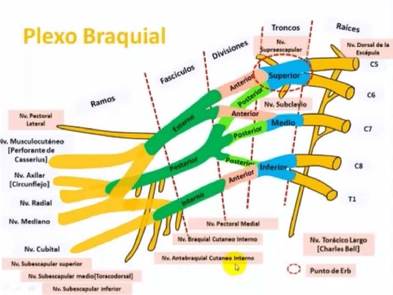 Plexo braquial para estudiar e compreender Docsity