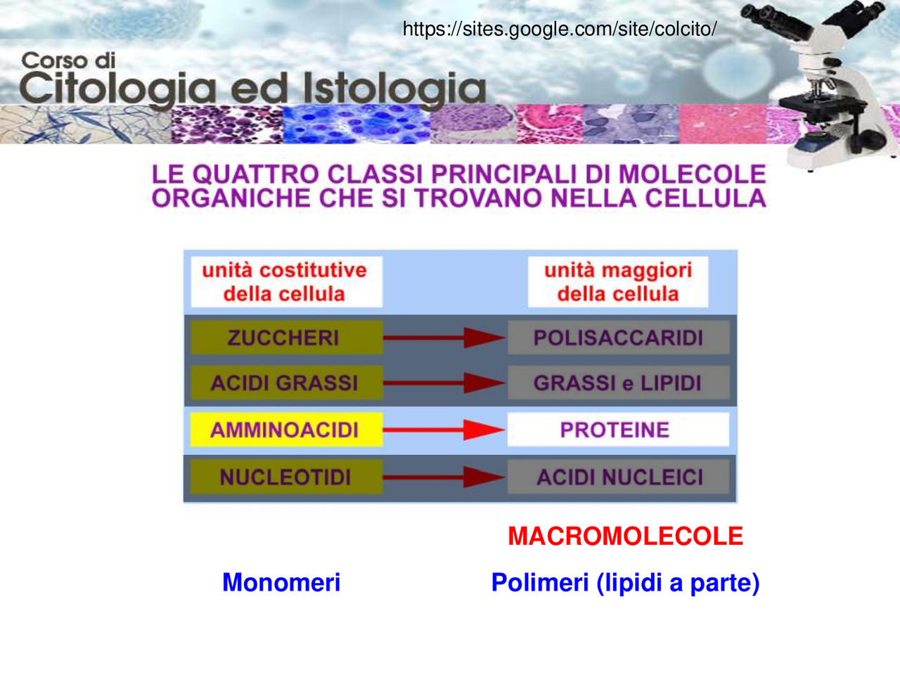Amminoacidi e proteine Docsity