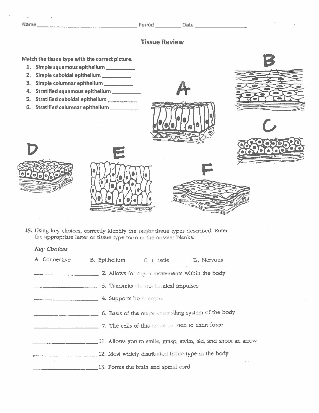 Types of epithelial tissue and its idendification Docsity