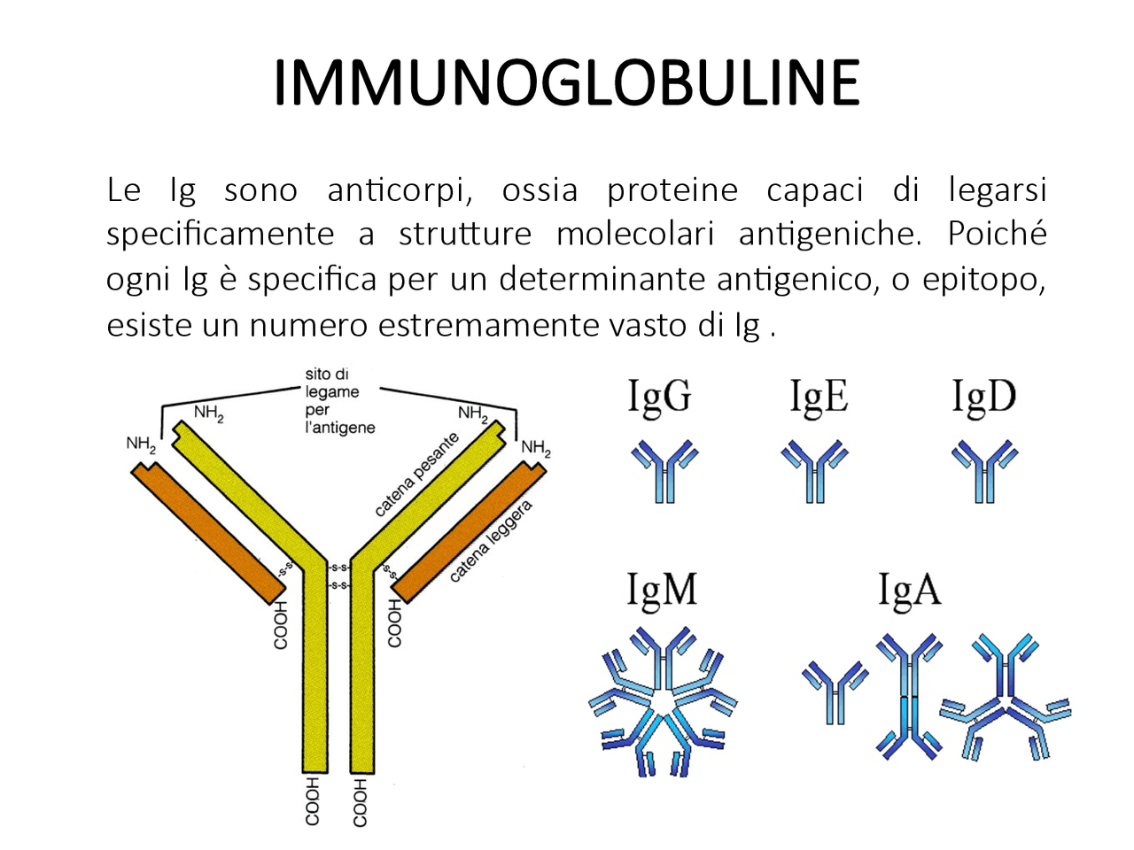 IMMUNOGLOBULINE Biologia Docsity Immunoglobuline biologia docsity