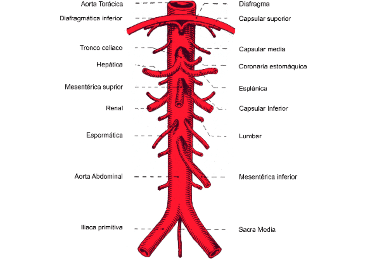 ARTERIAS DE ABDOMEN ESQUEMA Docsity arterias-de-abdomen-esquema-docsity