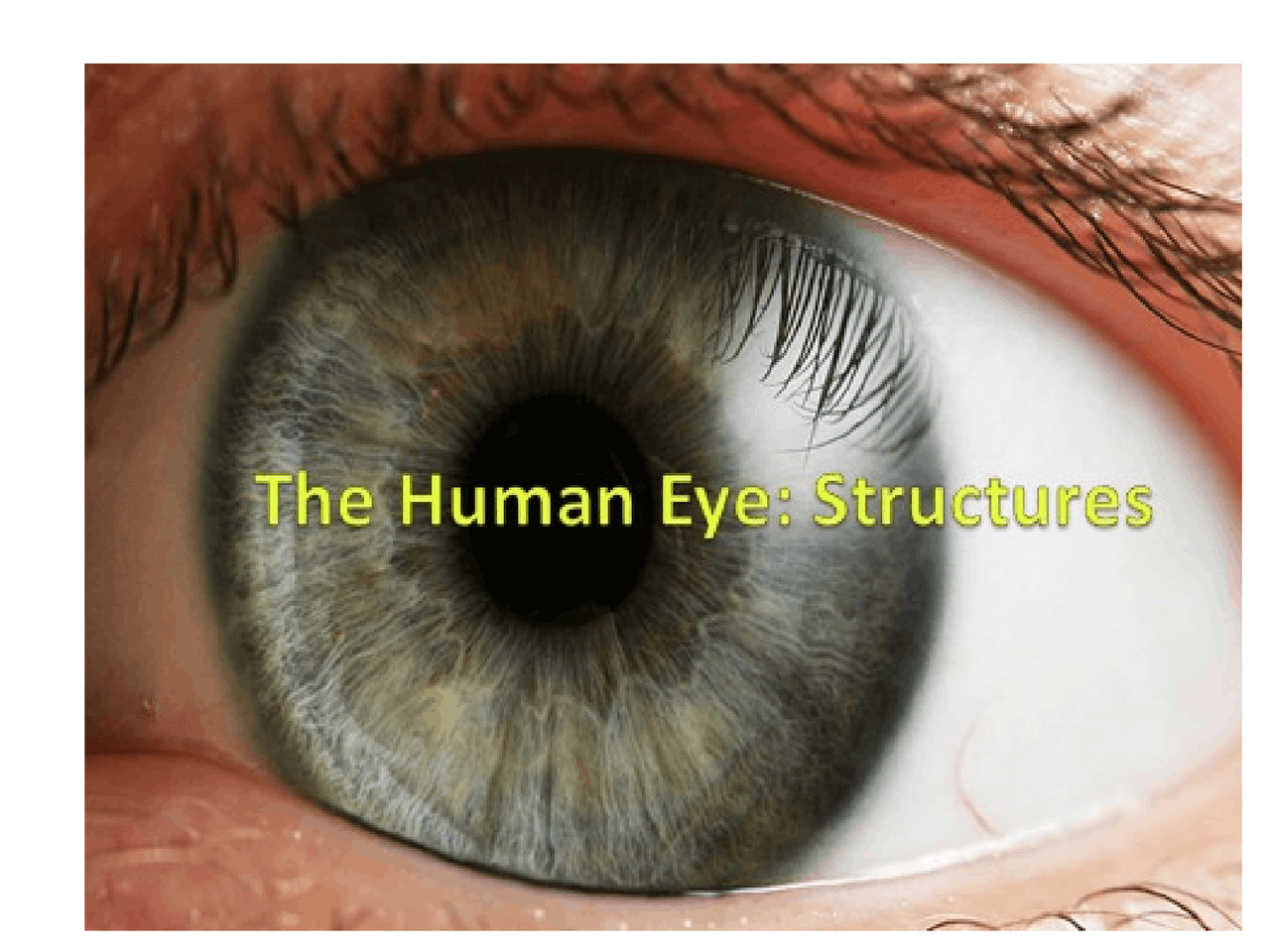 The Human Eye PowerPoint.pptx | Essays (university) Anatomy | Docsity