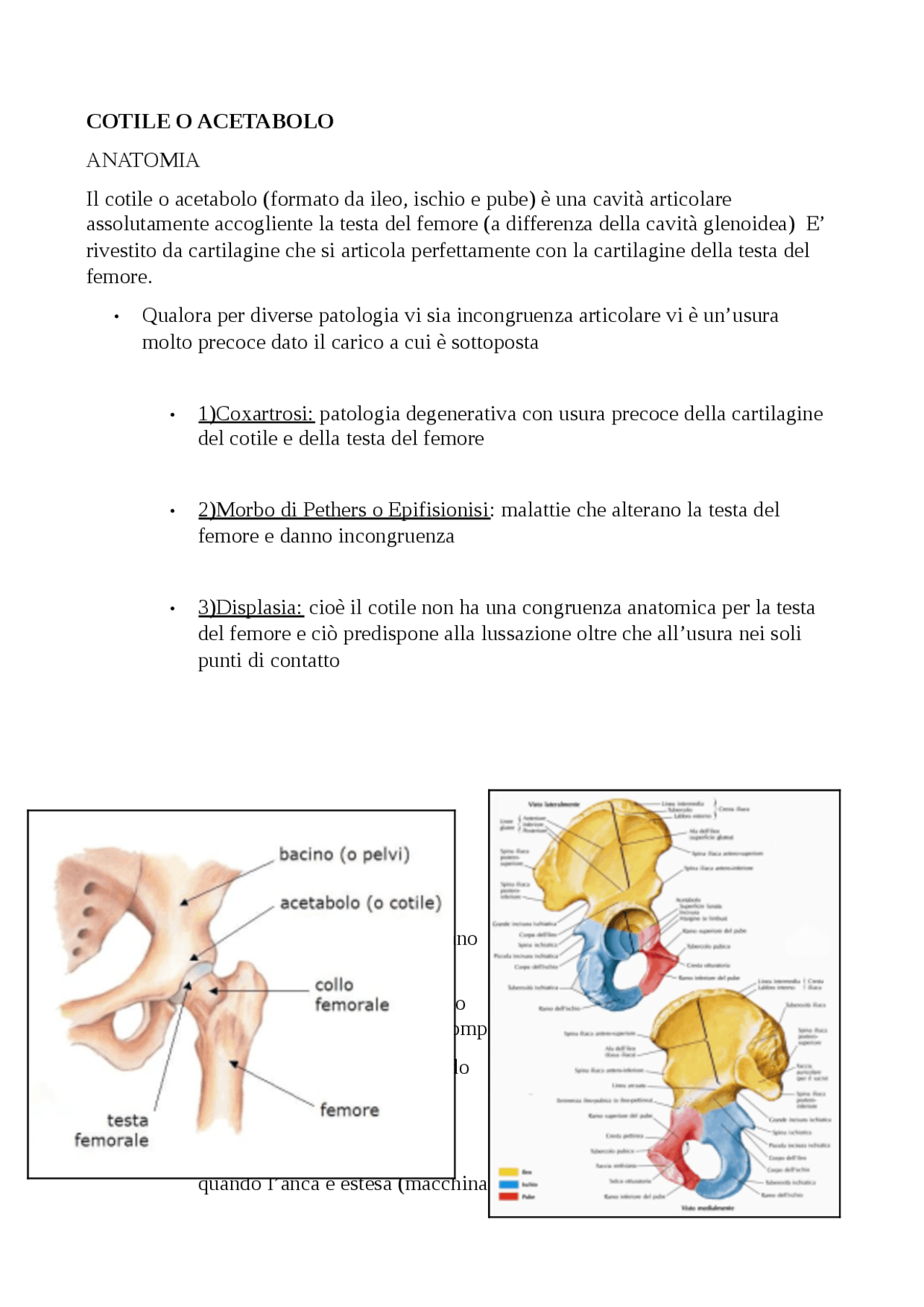 COTILE O ACETABOLO CONFORMAZIONE E PATOLOGIE - Docsity