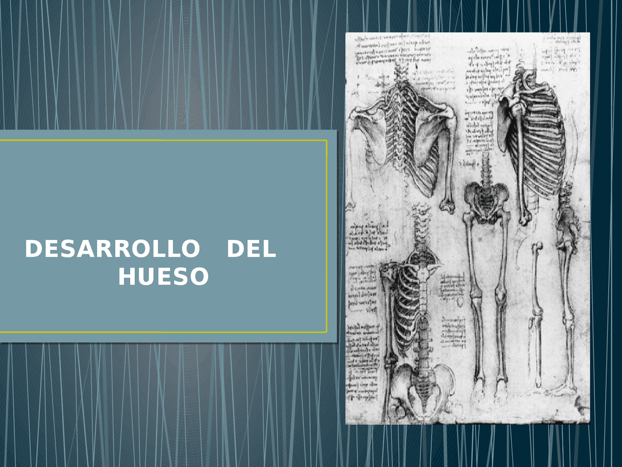 DESARROLLO DEL HUESO - Docsity