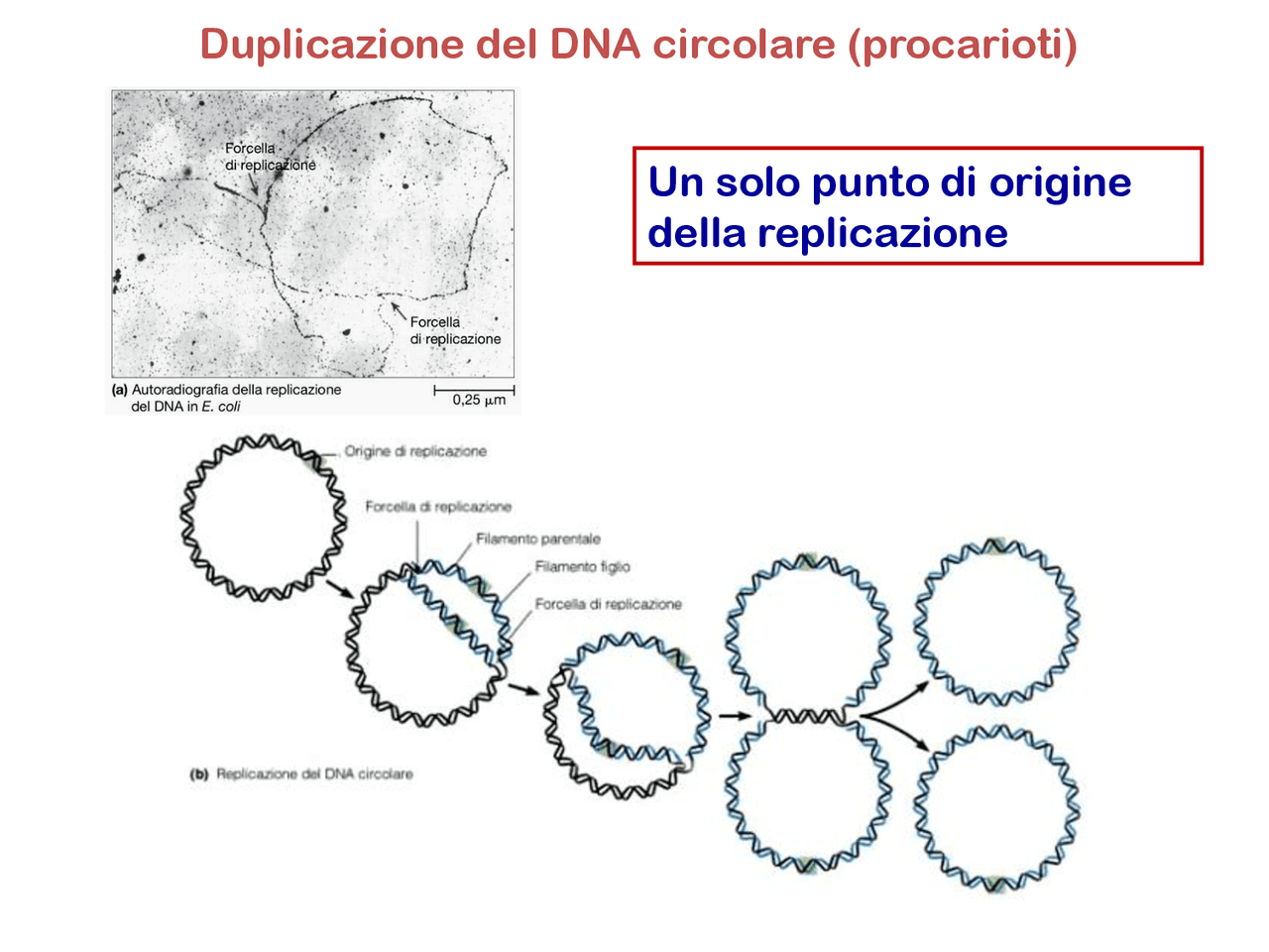 Duplicazione del DNA circolare (procarioti) - Docsity