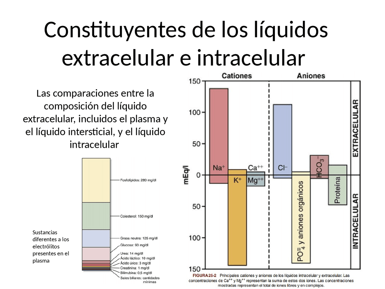 Constituyentes de los líquidos extracelular e intracelular Diapositivas de Fisiología Docsity Constituyentes de los líquidos extracelular e intracelular Diapositivas de Fisiología Docsity