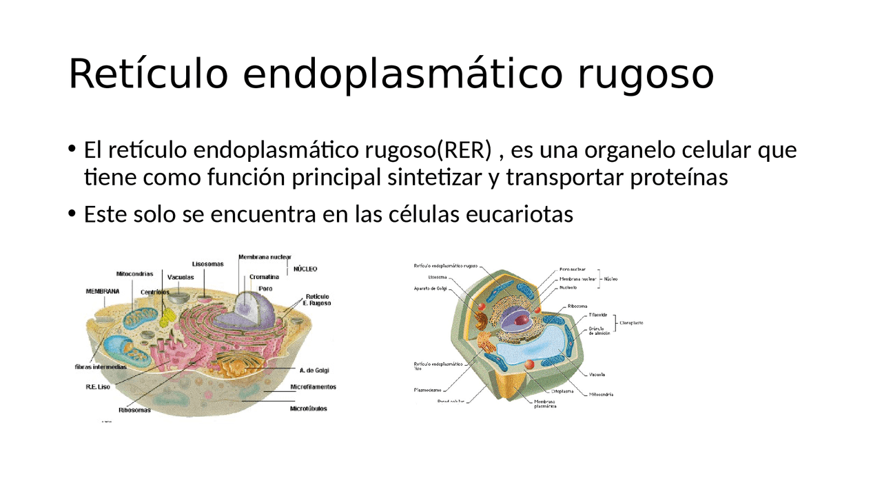 Re Rugoso Retículo Endoplasmático Rugoso: Qué Es, Estructura Y Funciones – KIYVHO