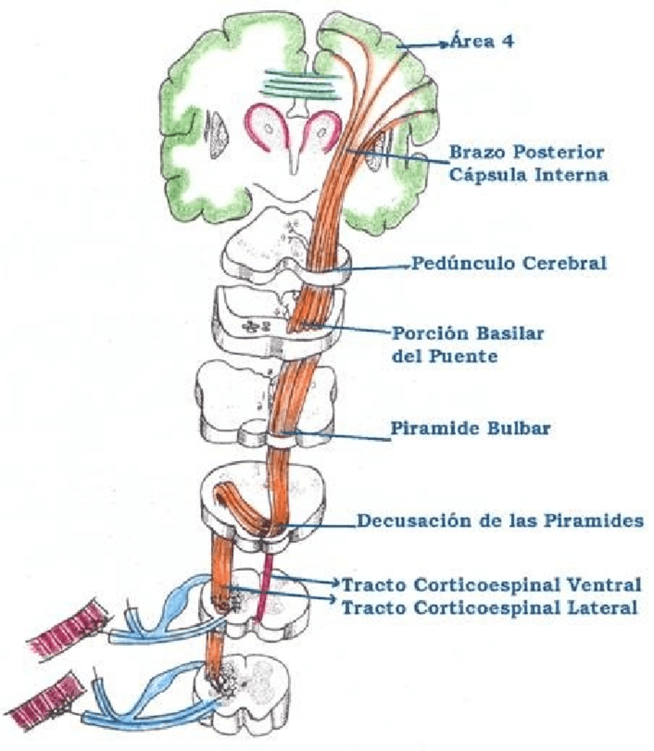 Esquema de via piramidal - Docsity