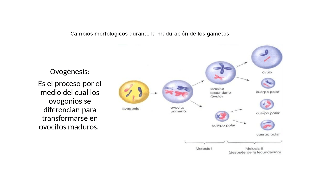 Cambios Morfologicos Durante La Maduracion De Los Gametos