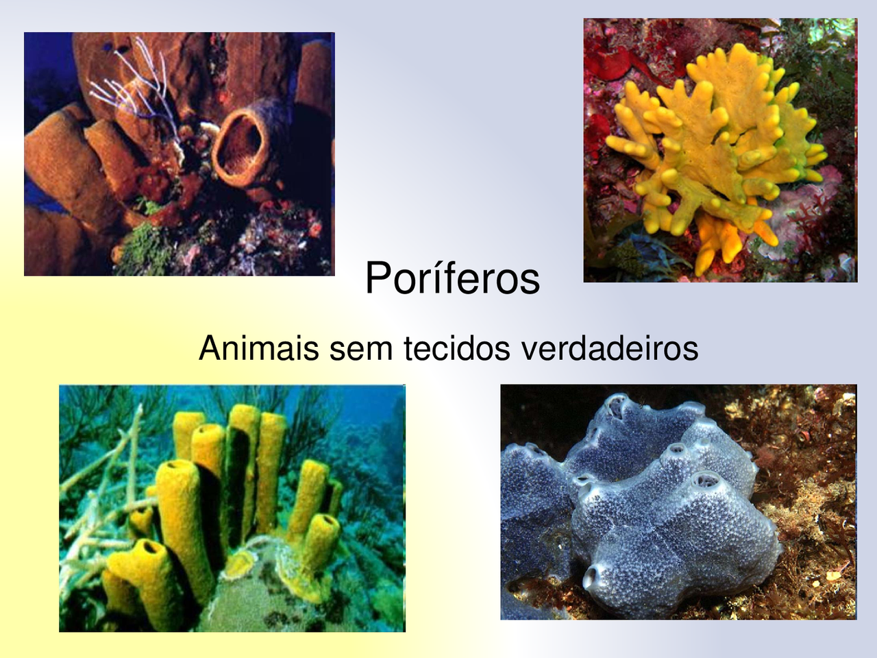 poriferos e cnidarios | Slides Biologia | Docsity