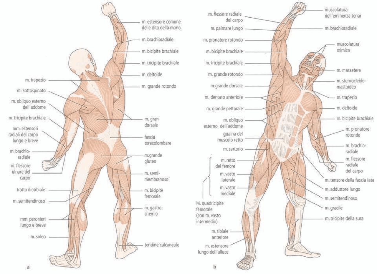 Anatomia muscoli e articolazioni - Docsity