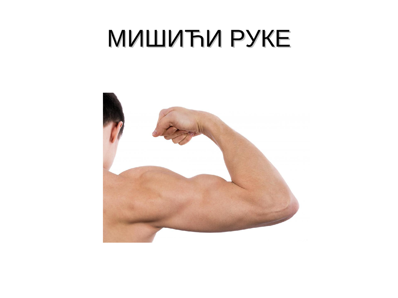 Mišići ruke anatomija | Vodiči, Projekti, Istraživanja' predlog ...