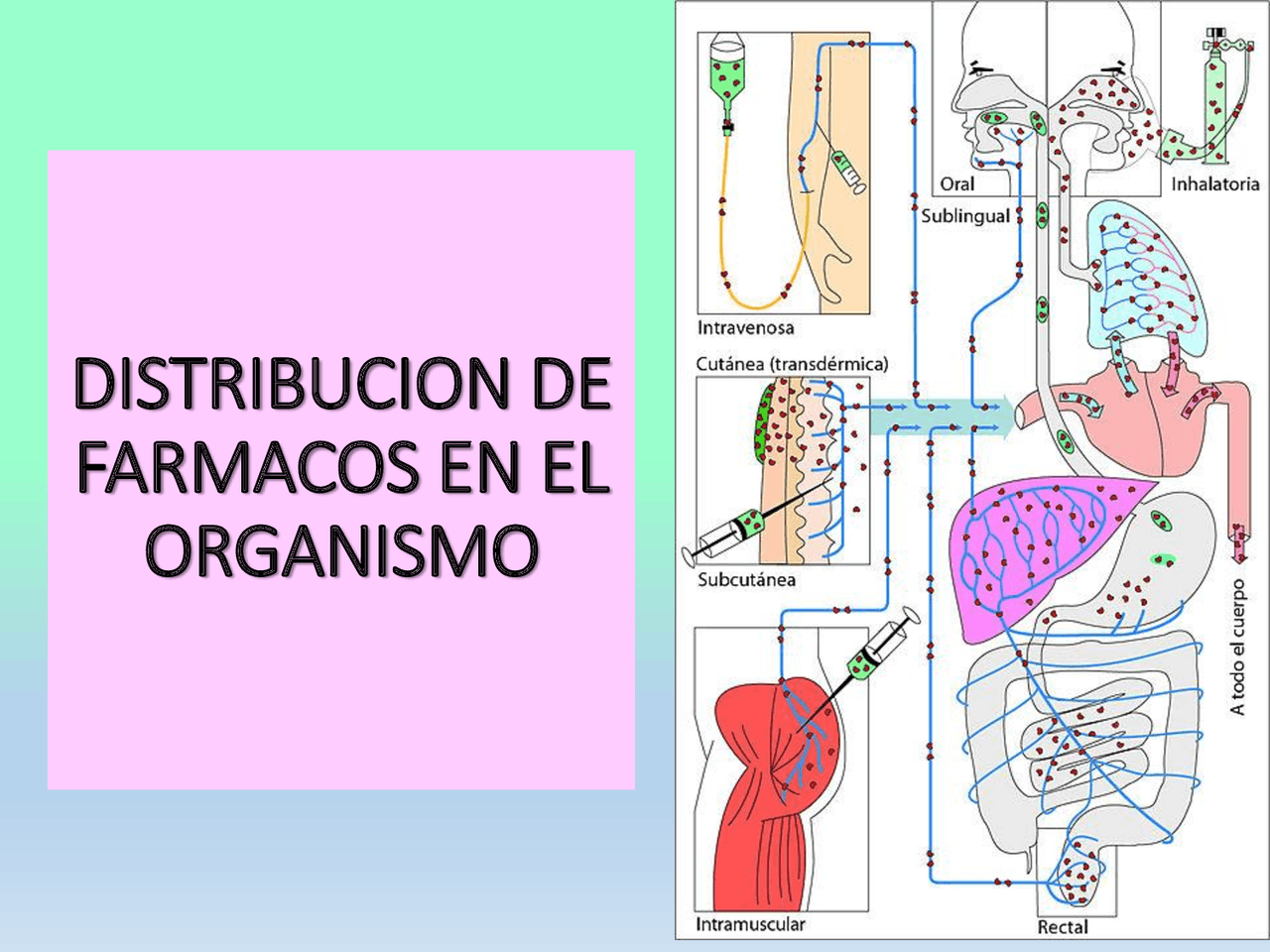 Ensayo enzimático Ensayo enzimático Docsity