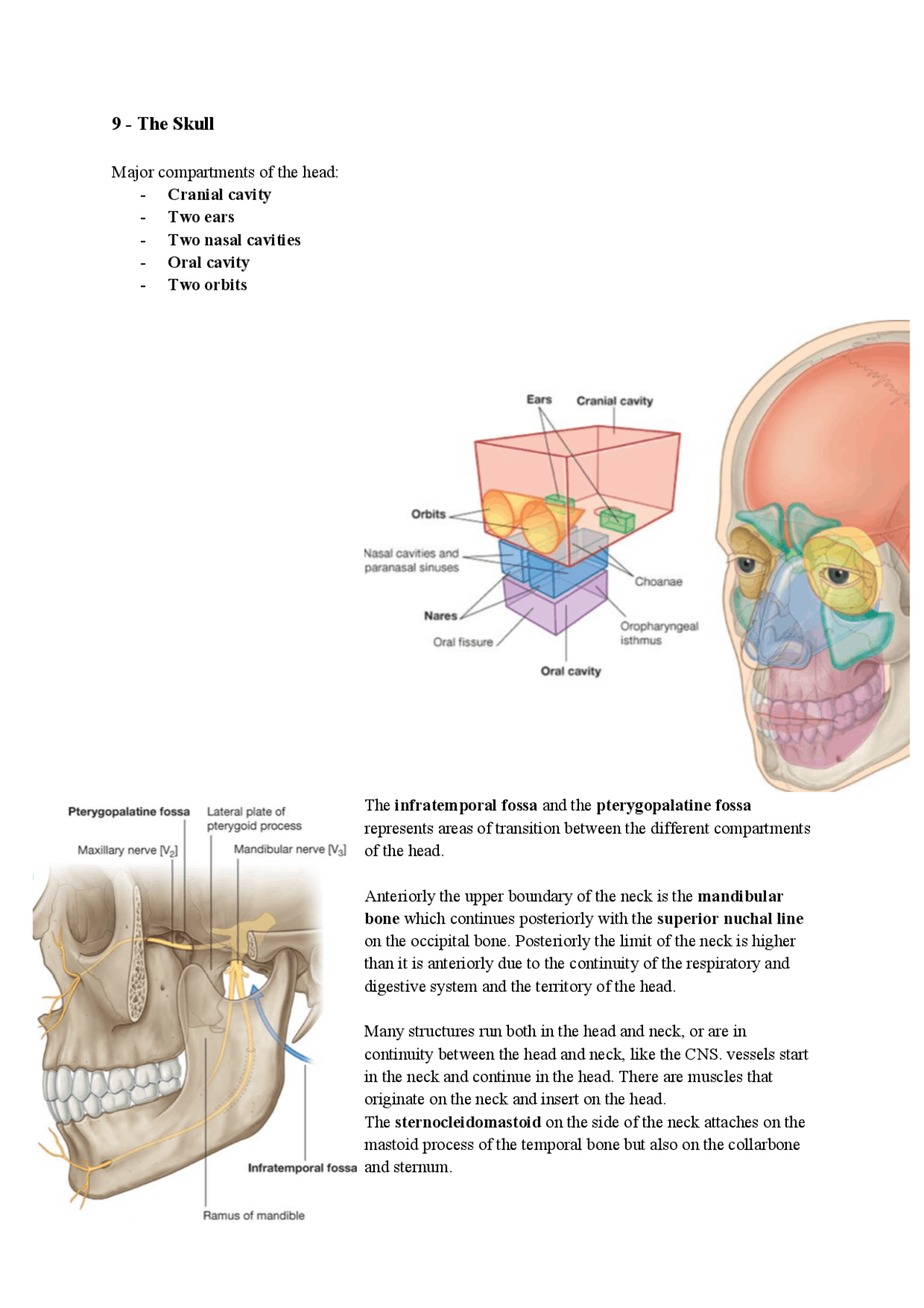 Skull Overview The skull- summary of anatomy - Docsity