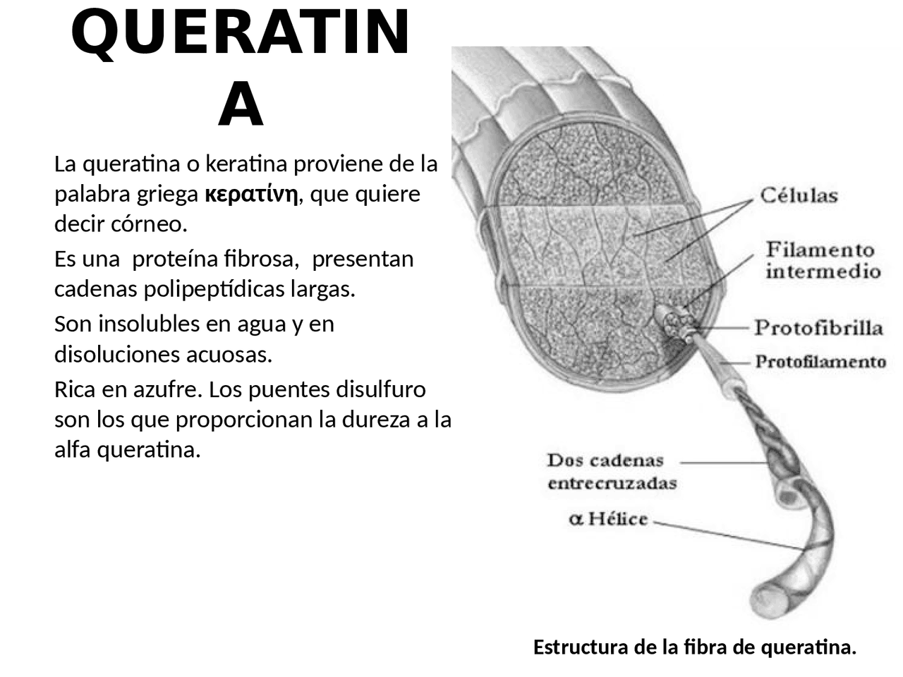 Exposición sobre la Queratina | Diapositivas de Bioquímica - Docsity