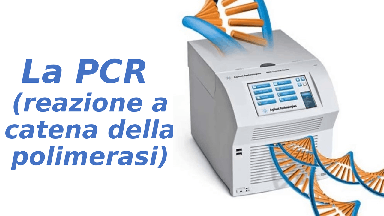 PCR (reazione a catena della polimerasi) Docsity