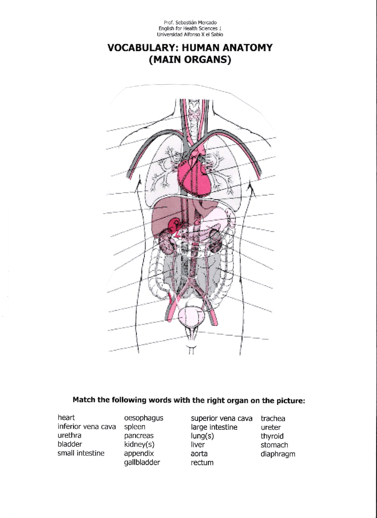 PARTES DEL CUERPO HUMANO EN INGLES - Docsity