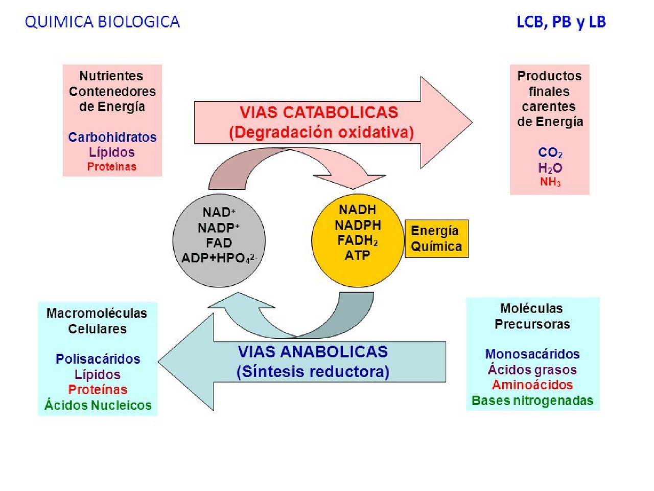 Cuáles Son Las Fases Del Metabolismo