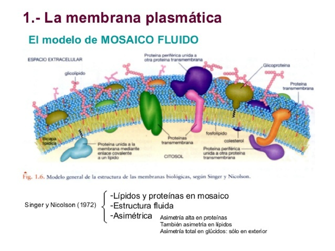 Mosaico fluido. envoltura celular. bioquímica y biología Docsity Mosaico fluido. envoltura celular. bioquímica y biología Docsity
