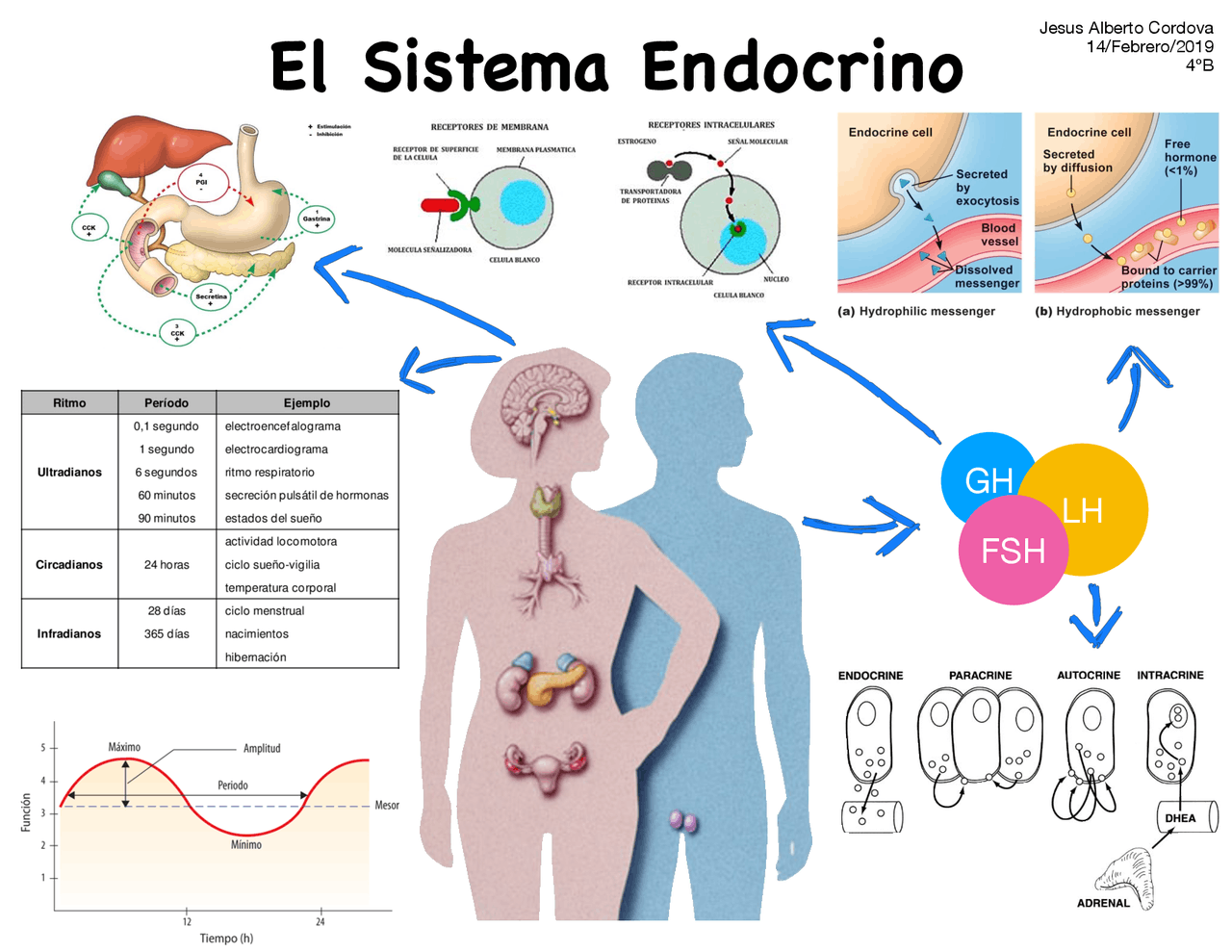 Mapa Mental Sistema Endocrino - FDPLEARN