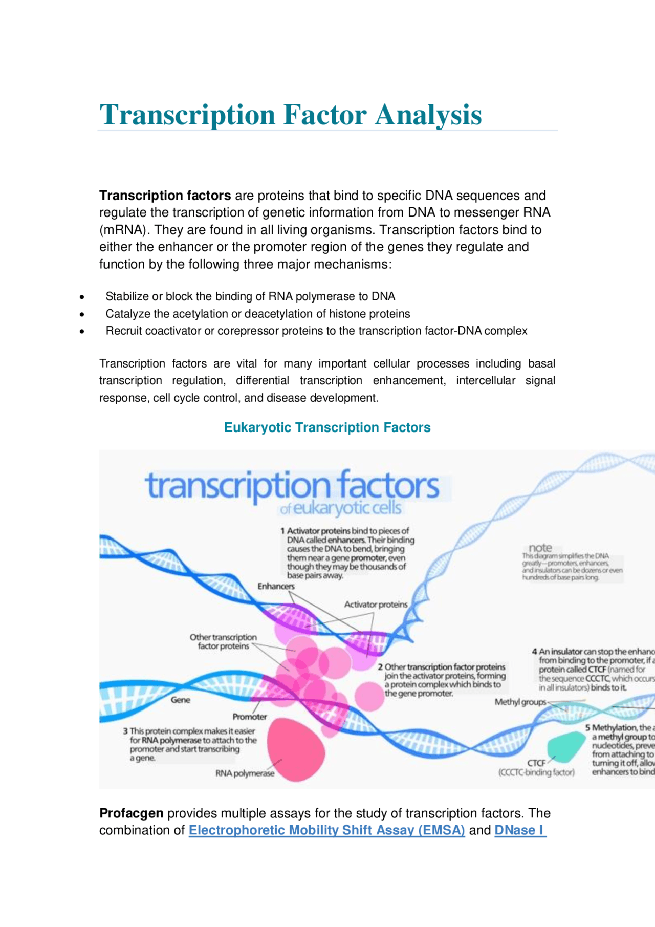 Transcription Factor Analysis - Docsity