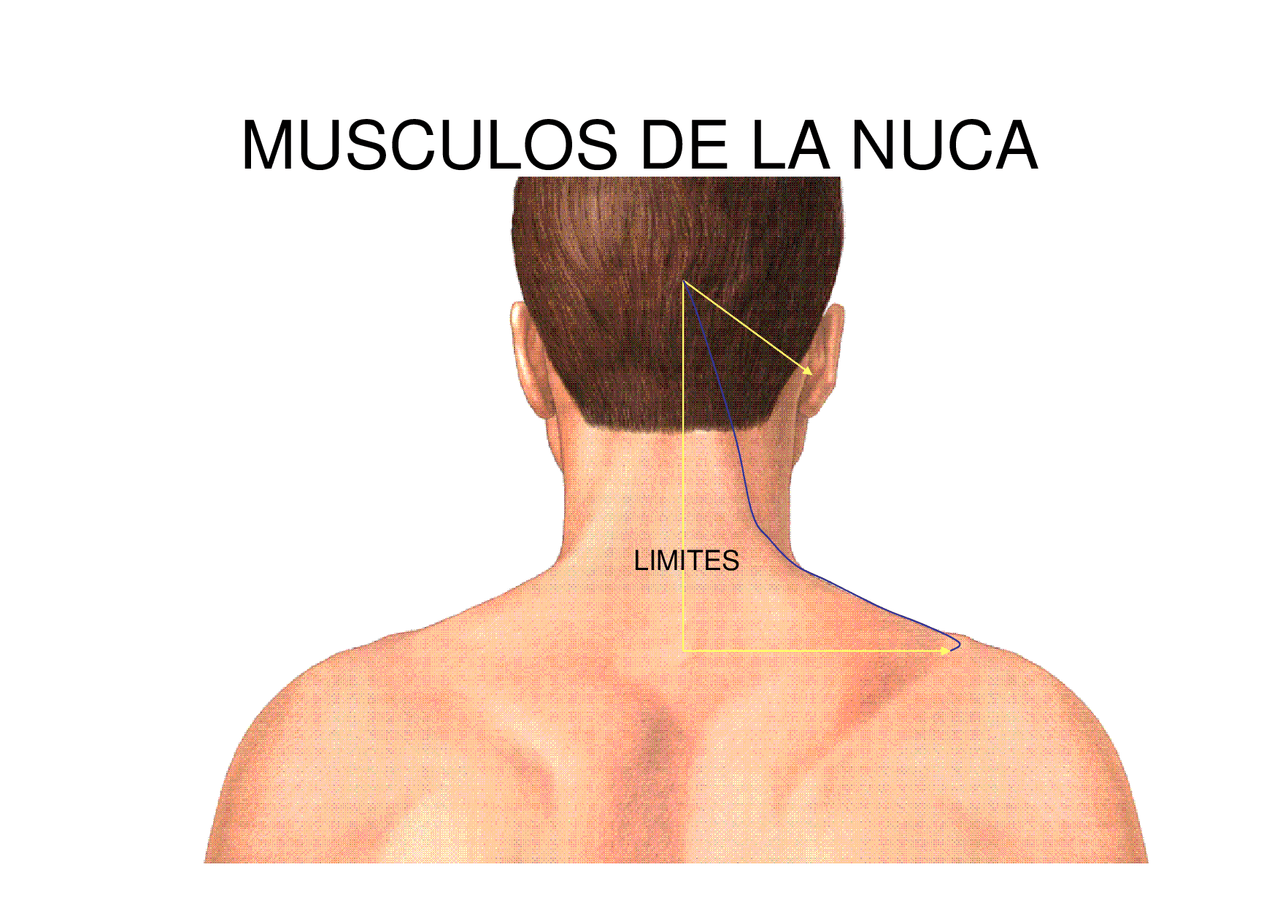 Grafica de dorso y nuca - Docsity