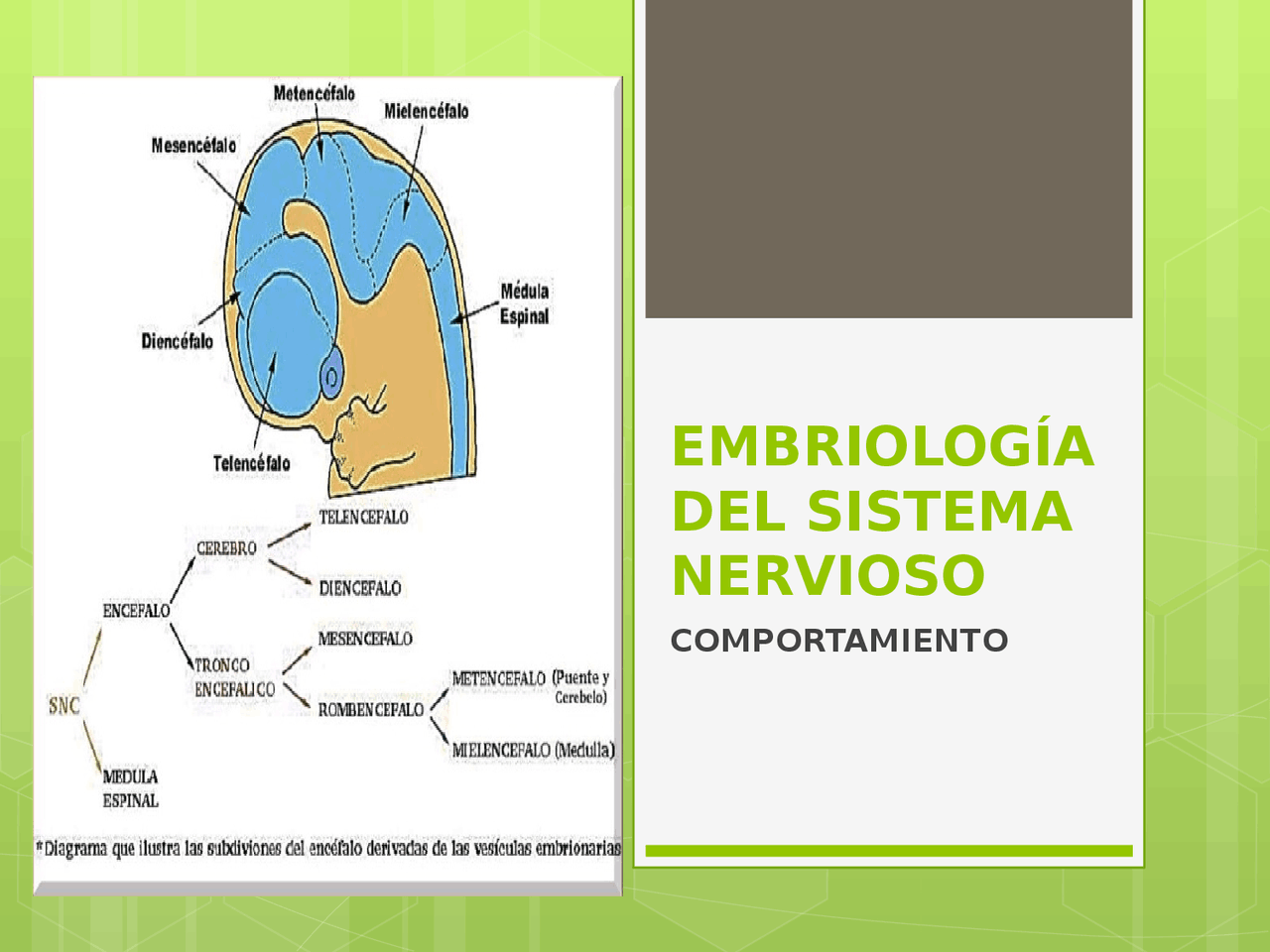 Embriología Del Sistema Nervioso Comportamiento Docsity<script async src=