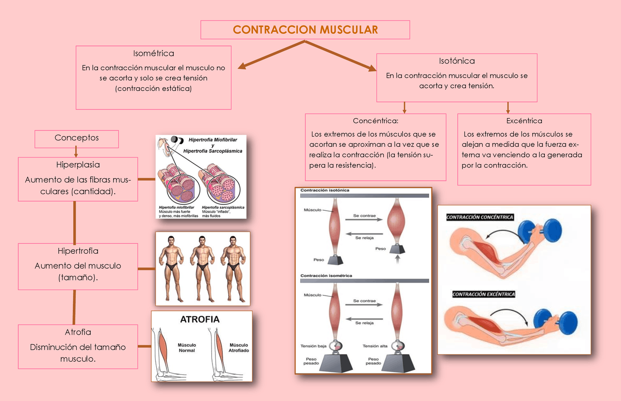 Hojas De Trabajo Con Diagramas Musculares