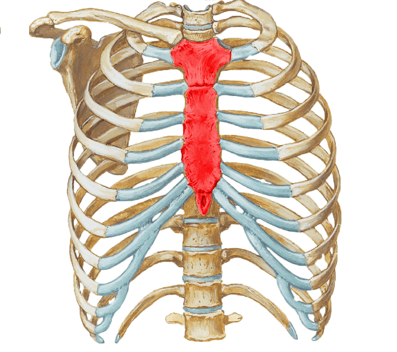 Representación del esternón - Docsity