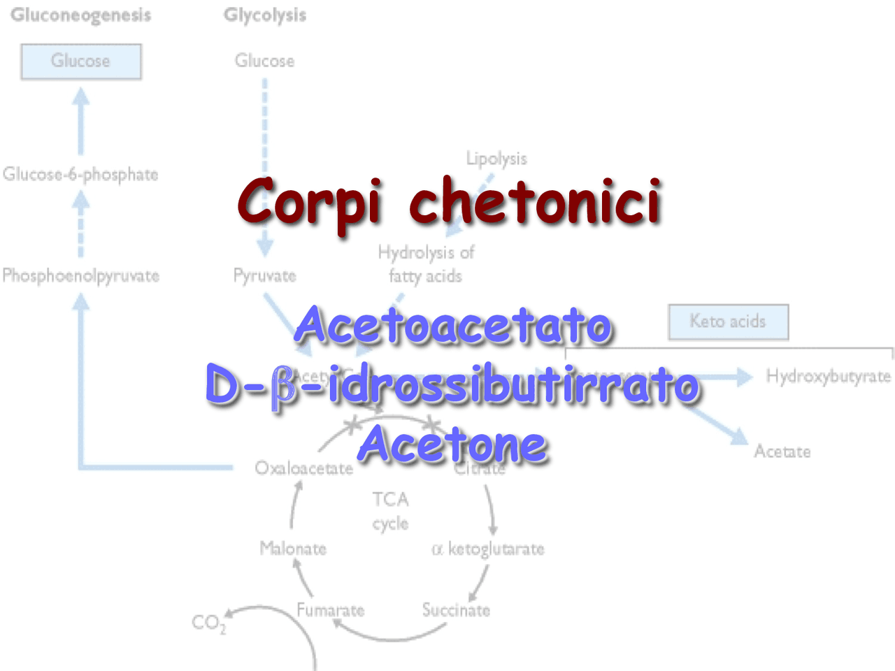 Corpi chetonici cosa sono e come sono strutturati Docsity Corpi chetonici cosa sono e come sono strutturati Docsity
