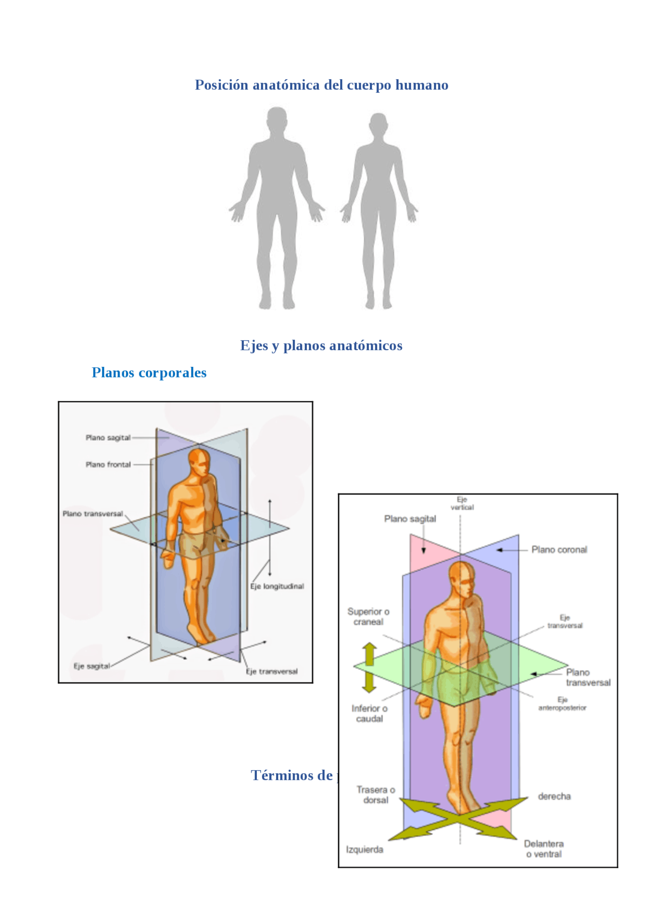 Posición Anatomica Estandar Definicion – MTTVU