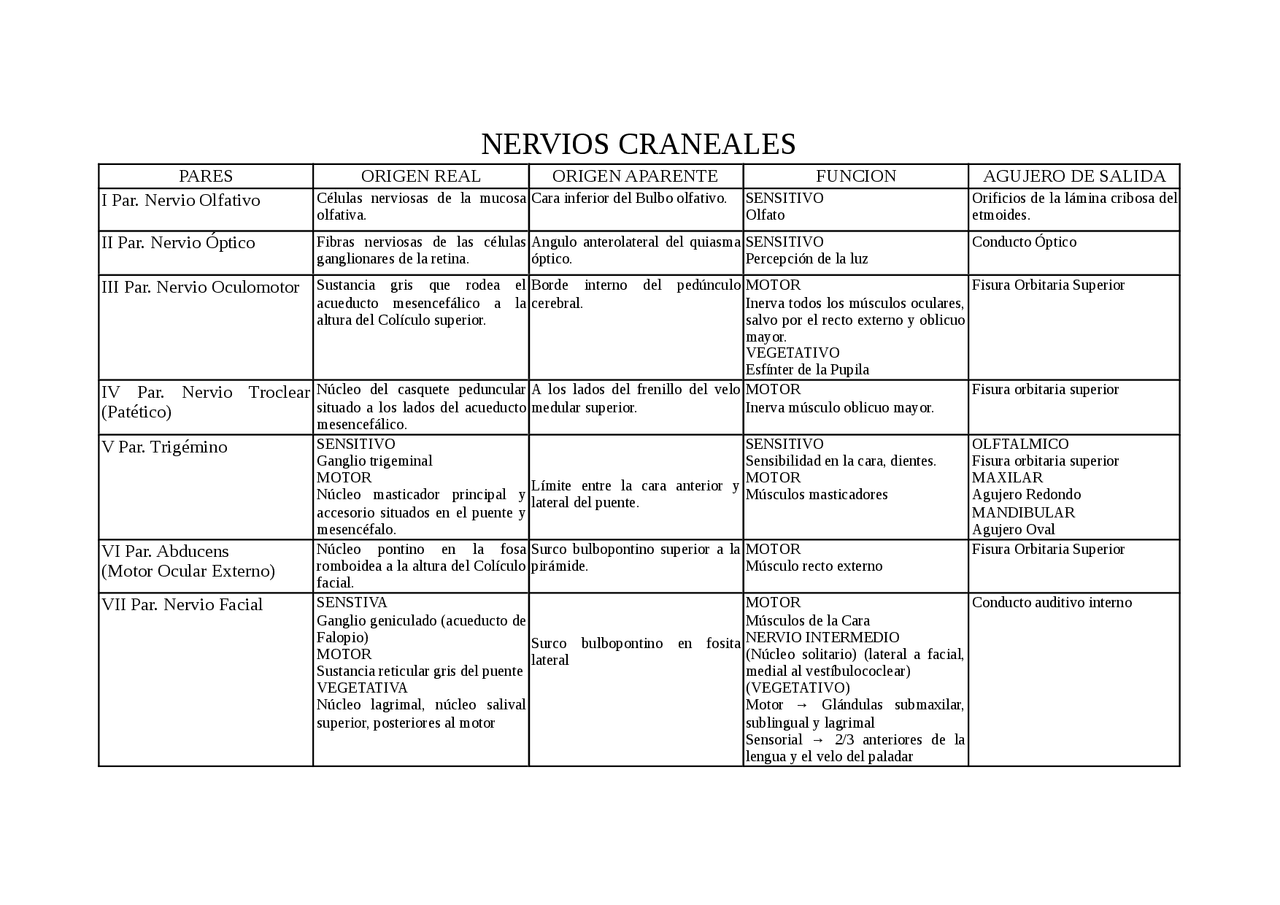 Pares Craneales De Rouviere Docsity