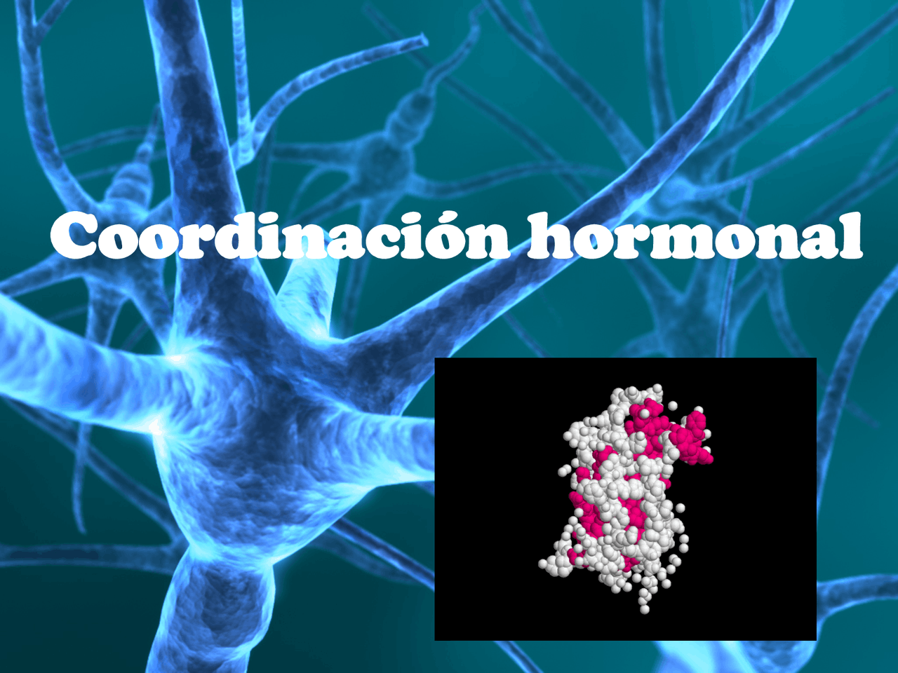 Coordinación hormonal - Docsity