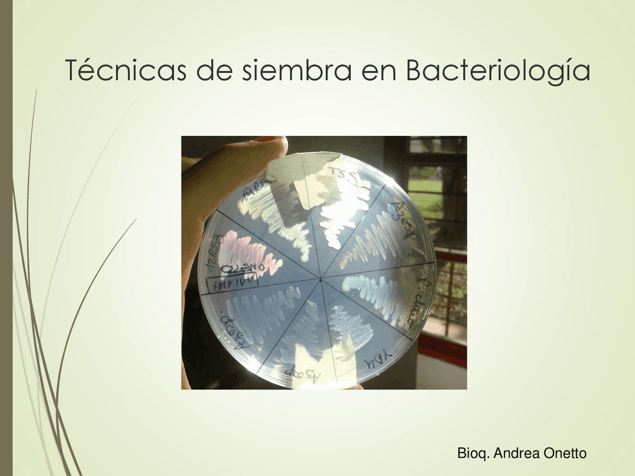 Tecnicas basicas de siembra en microbiologia - Docsity