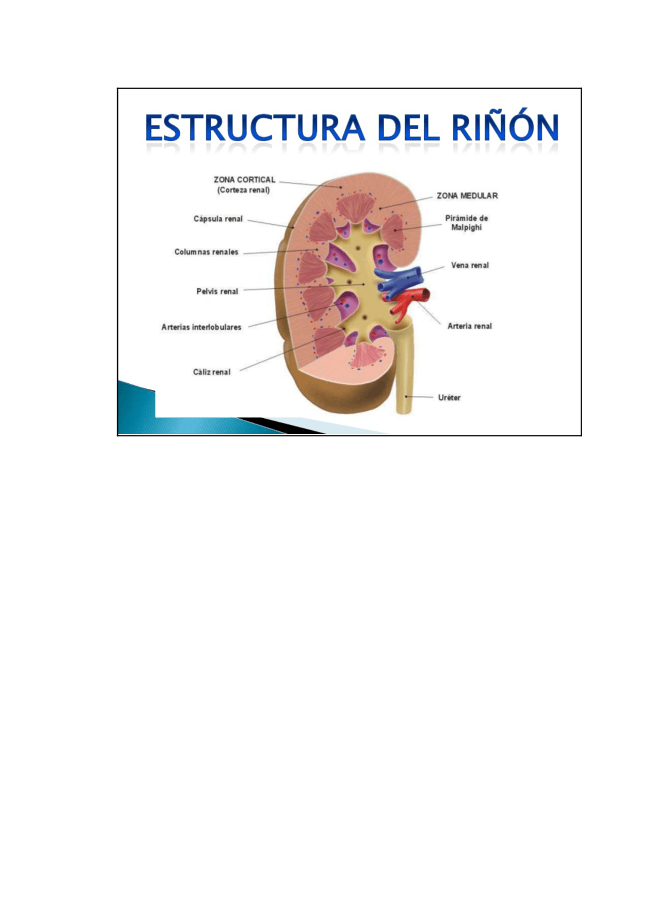 RIÑON CON TODAS SUS PARTES - Docsity