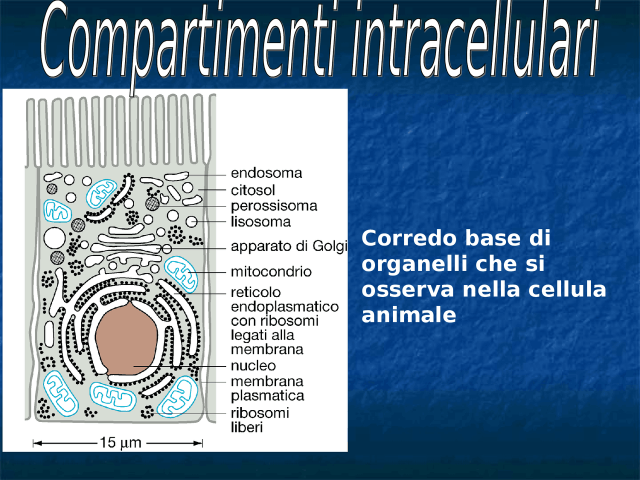 Il nucleo e l'apparato del Golgi - Docsity