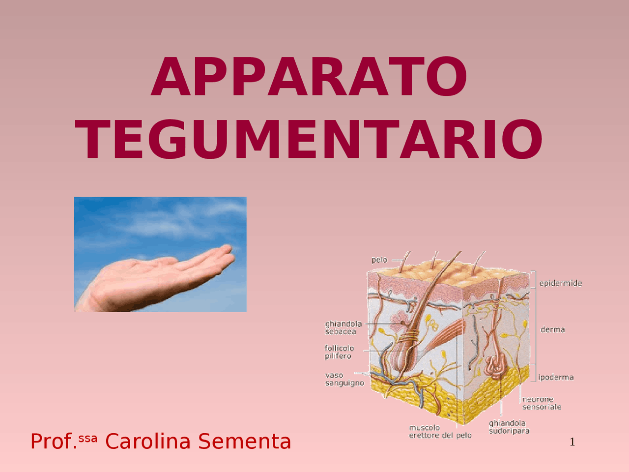 Apparato tegumentario Docsity