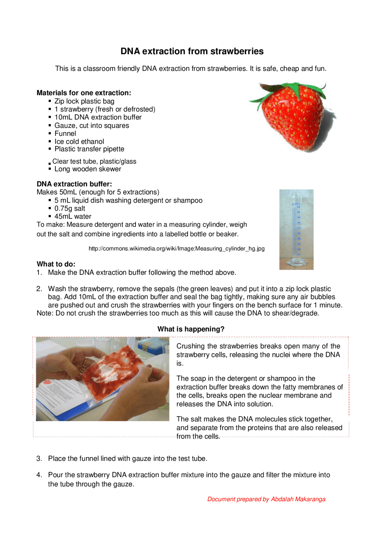 DNAextraction from strawberries practical Manual Docsity