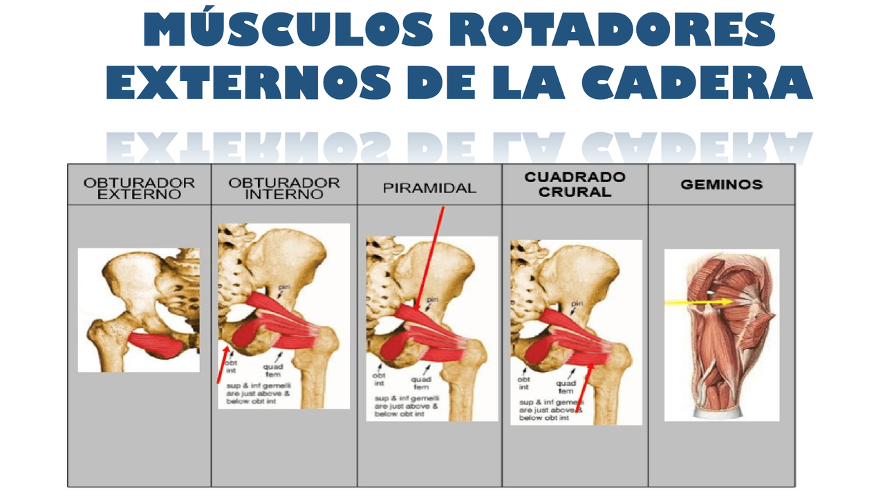 Musculos de rotacion interna y externa de mmii | Diapositivas de