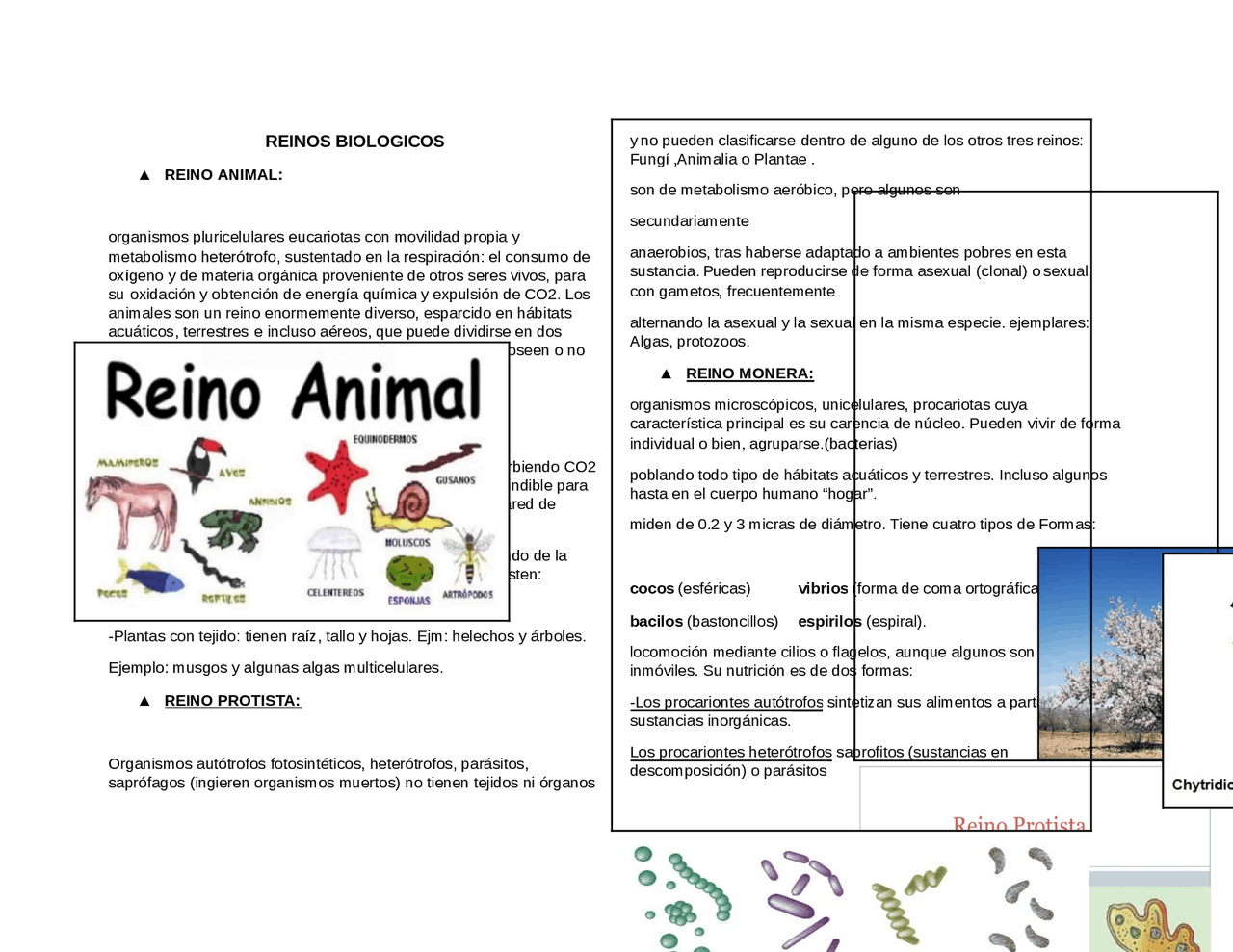 LOS CINCO REINOS RESUMIDOS | Resúmenes de Biología | Docsity