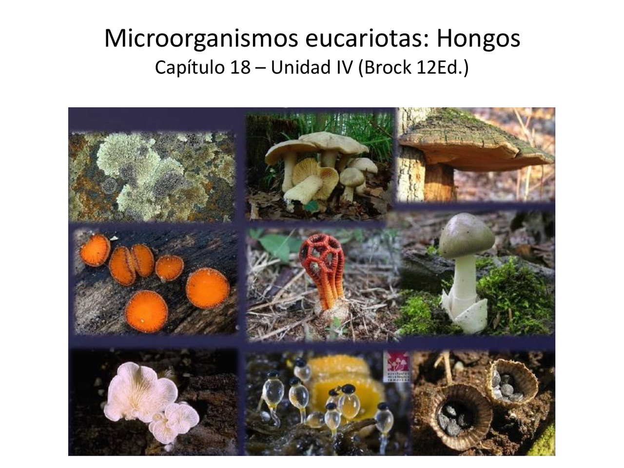 Protistas, hongos, algas. Caracterización y metabolismo. | Resúmenes de  Microbiología | Docsity