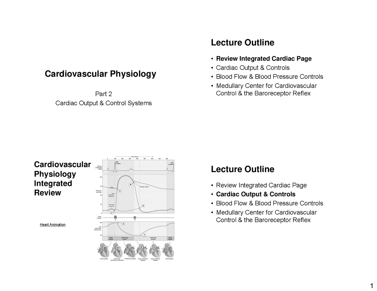 The second part of cardiovascular system lecture - Docsity