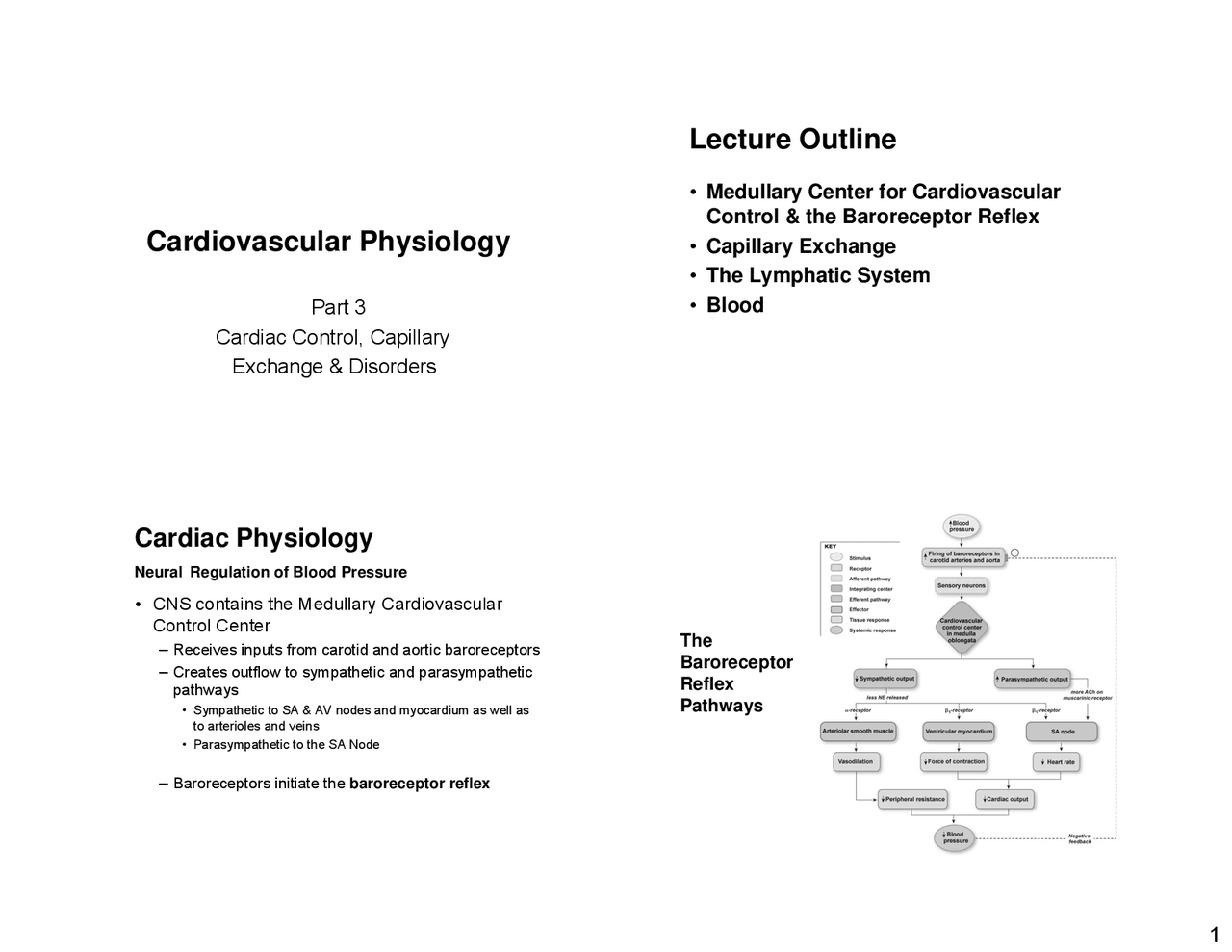 The third part of cardiovascular system lecture - Docsity