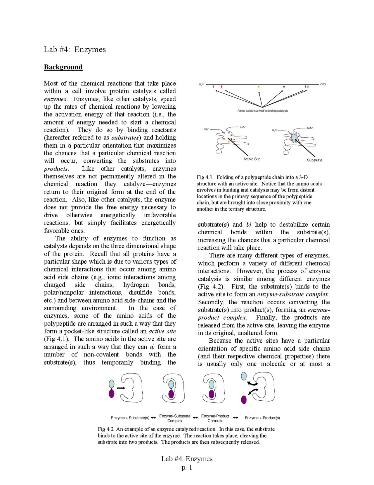 Enzyme Activity Lab Report Example Complete enzyme lab report - Docsity