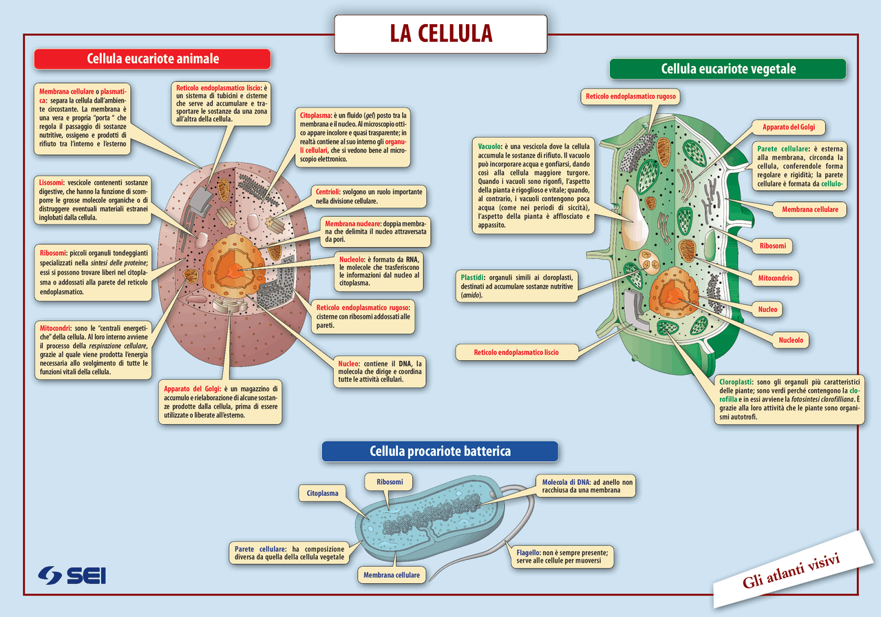 La Cellula Organelli E Caratteristiche Docsity 9694