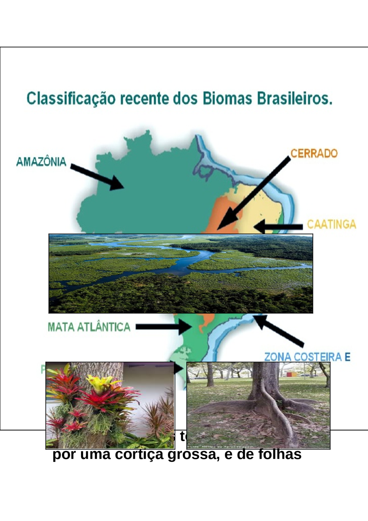 Principais biomas brasileiros: Caatinga, Mata Atlãntica, Pampas ...